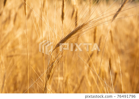 Pampas grass outdoor in light pastel colors. Sunny wheat wallpaper in boho style. Golden ripe ears on sunny morning. Soft light nature banner. Boho wedding invitation photo. Yoga classes natural mood. Pampas grass outdoor in light pastel colors. Sunny wheat wallpaper in boho style. Golden ripe ears on sunny morning. Soft light nature banner. Boho wedding invitation photo. Yoga classes natural mood. 76491796