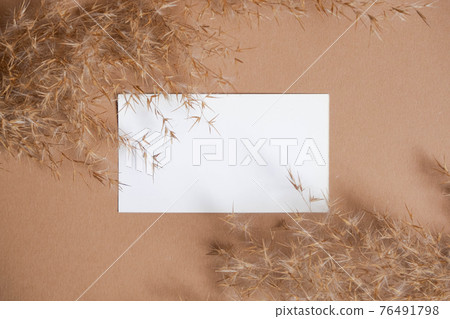 Business card template on beige background with reeds. Flatlay view. Corporate card. Reeds branch. Pampas grass Business card template on beige background with reeds. Flatlay view. Corporate card. Reeds branch. Pampas grass 76491798