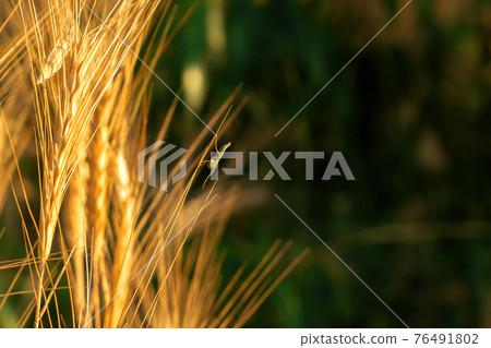 Pampas grass outdoor. Sunny wheat wallpaper in boho style. Golden ripe ears. Soft light nature banner. Macro nature wallpaper. Insect, grig, cricket, grasshopper in nature environment. Pampas grass outdoor. Sunny wheat wallpaper in boho style. Golden ripe ears. Soft light nature banner. Macro nature wallpaper. Insect, grig, cricket, grasshopper in nature environment. 76491802