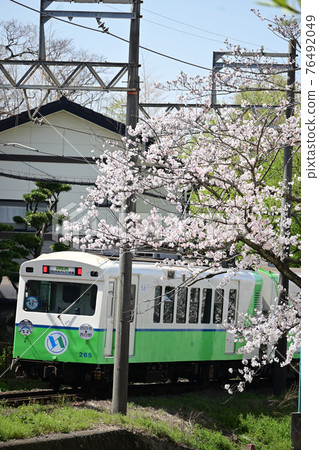 三重縣四日市市四日市明日奈鐵道櫻花盛開 76492049