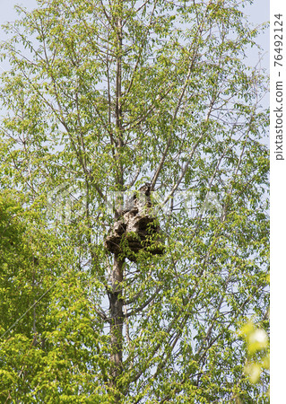 A wasp nest built on a tree branch 76492124