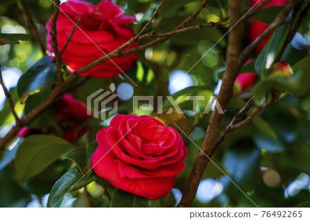 Red camellia blooming in a park in Kawasaki City 76492265