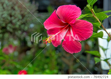 Red hibiscus flower on a green background, focus selective. 76492724