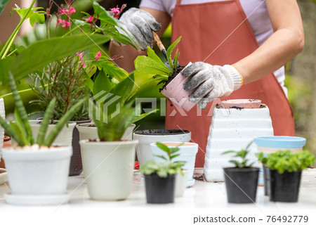 Close up hands woman care plant flower in garden. People hobby and freelance gardening indoor at home, nature garden background Close up hands woman care plant flower in garden. People hobby and freelance gardening indoor at home, nature garden background 76492779