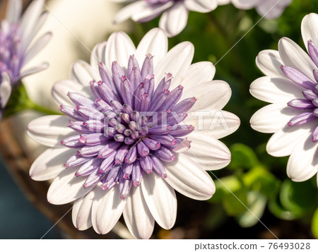 盛開在日本花園裡的 Osteospermum 盛開在日本花園裡的 Osteospermum 76493028