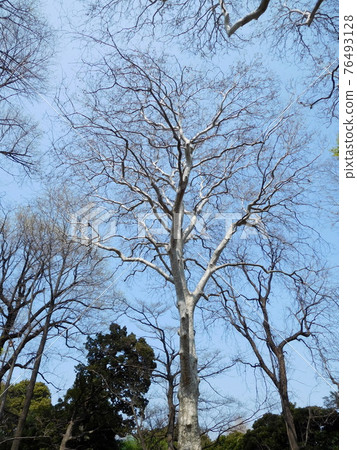 Platanus orientalis at Koishikawa Botanical Garden Platanus orientalis at Koishikawa Botanical Garden 76493128