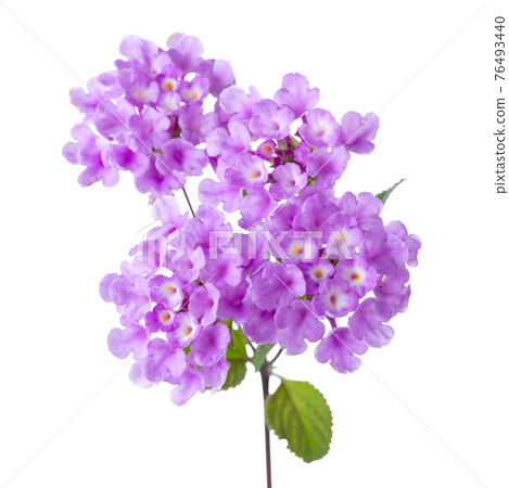lilac Lantana Camara flower is isolated on white 76493440