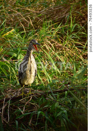 Hoshigoi crowing at the riverside 76493836
