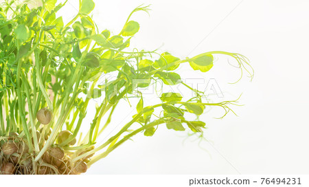 Micro greens. Green Peas sprouts in a bowl Micro greens. Green Peas sprouts in a bowl 76494231