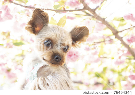 雙櫻花和微笑的約克夏珍珠 76494344