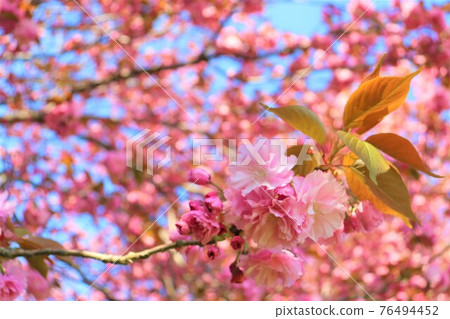 Double cherry blossoms in full bloom 76494452