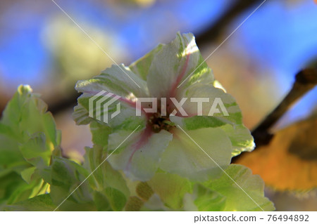 恩佐黃色 恩佐黃色 76494892