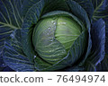 cabbage 76494974
