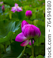 Lotus 76494980