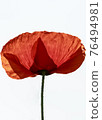 poppy 76494981