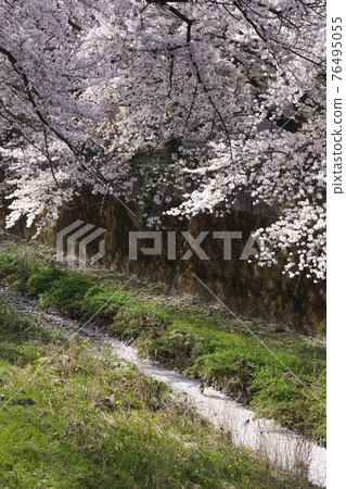 東京水道上盛開的吉野櫻花 76495055