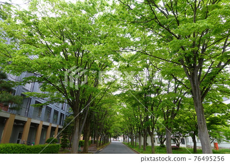 原米澤高等技術學校本館山形大學工學部並木櫸樹 原米澤高等技術學校本館山形大學工學部並木櫸樹 76495256