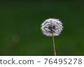 dandelion 76495278