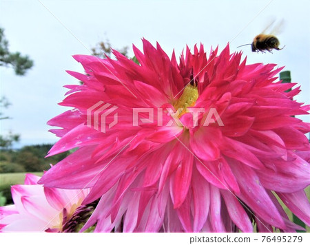 Great flowers 76495279