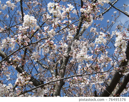 Oshima cherry tree that will be in full bloom soon 76495376