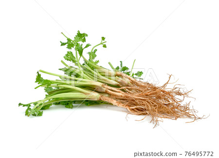 Coriander or Cilantro root isolated on white background Coriander or Cilantro root isolated on white background 76495772