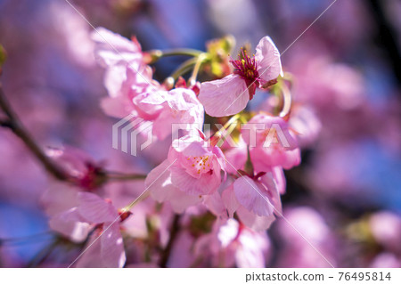 Kawazu cherry blossoms bloomed in the blue sky in March Kawazu cherry blossoms bloomed in the blue sky in March 76495814