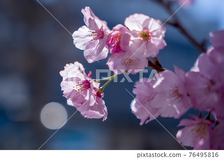 Kawazu cherry blossoms bloomed in the blue sky in March Kawazu cherry blossoms bloomed in the blue sky in March 76495816