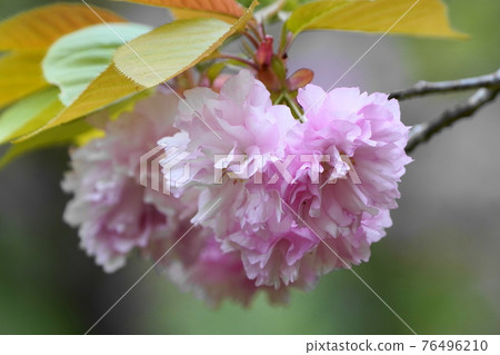 Double cherry blossoms 76496210