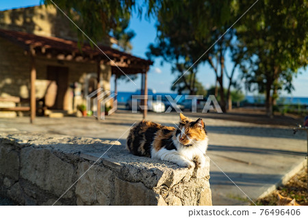 在塞浦路斯利馬索爾海岸附近的教堂餵食的貓 在塞浦路斯利馬索爾海岸附近的教堂餵食的貓 76496406