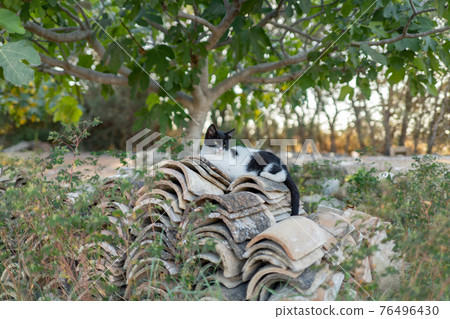 Cat in a cat monastery in Limassol, Cyprus 76496430