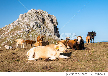 Cows grazing on the top of Rocca del Crasto in the Nebrodi Park, Sicily, Italy Cows grazing on the top of Rocca del Crasto in the Nebrodi Park, Sicily, Italy 76496521