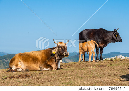 Cows grazing on the top of Rocca del Crasto in the Nebrodi Park, Sicily, Italy 76496541