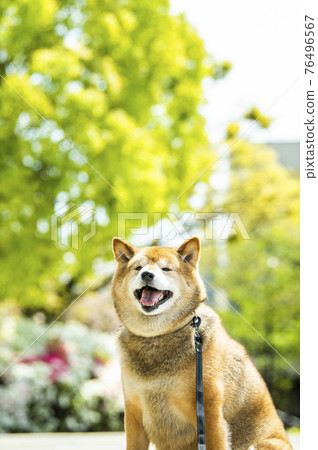 Shiba Inu Dog Park 清新綠色 Shiba Inu Dog Park 清新綠色 76496567