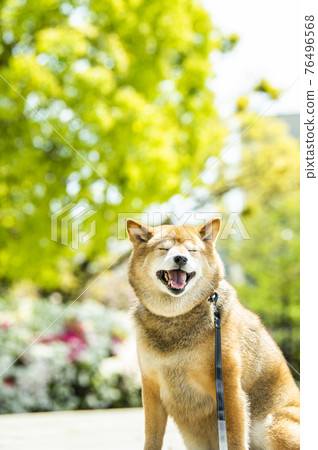 Shiba Inu Dog Park 清新的綠色眼睛 Shiba Inu Dog Park 清新的綠色眼睛 76496568