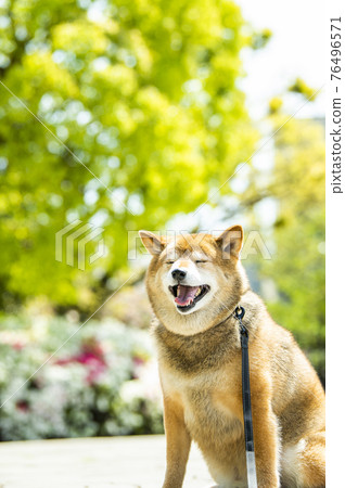 Shiba Inu Dog Park 清新的綠色眼睛 76496571