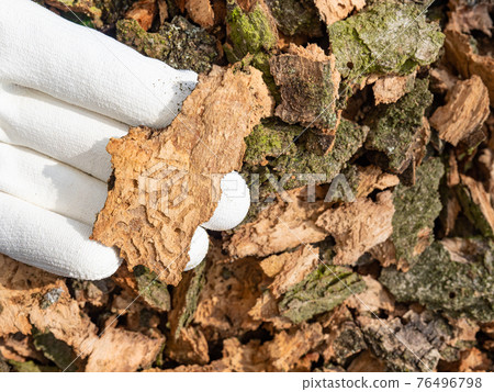 Hand show tunnels of wood destroying insect killed oak 76496798