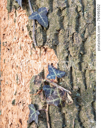 Ivy leaf on dark oak bark. Plants always green. Spring light. Ivy leaf on dark oak bark. Plants always green. Spring light. 76496802