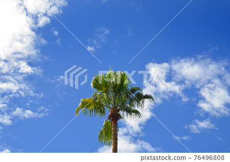 棕櫚樹和藍天 76496808