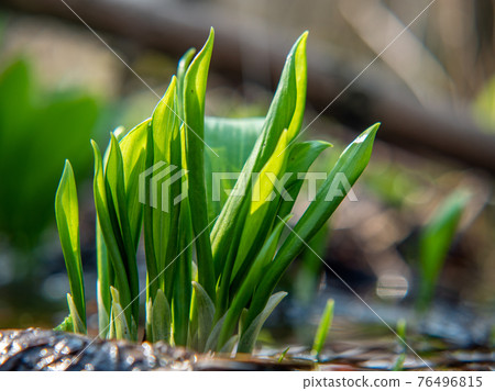 Bunch of wild garlic, the Allium ursinum. Harvesting leaves of wild garlic 76496815