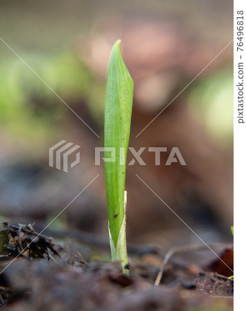 The wild cowleek or ramsons. Young sprout of garlic bears 76496818