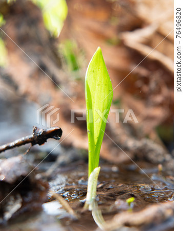 The wild cowleek or ramsons. Young sprout of garlic bears The wild cowleek or ramsons. Young sprout of garlic bears 76496820