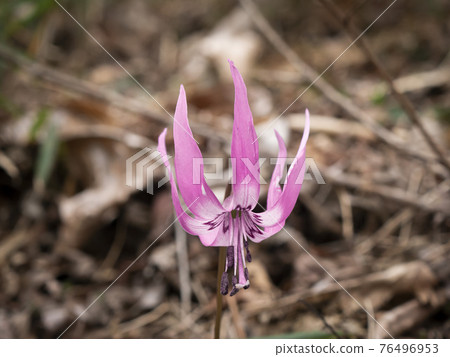 Gracefully blooming erythronium flowers Gracefully blooming erythronium flowers 76496953