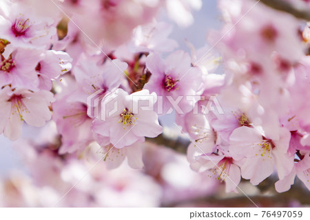 Oyamazakura Akiho foot light red heavy 76497059