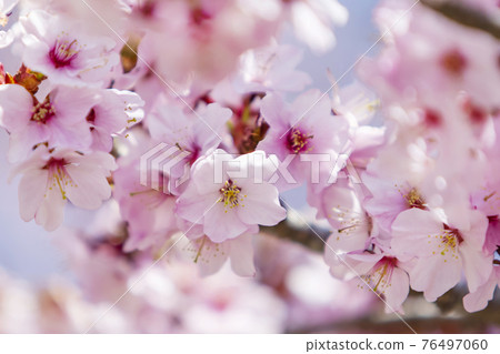 Oyamazakura Akiho foot light red heavy 76497060