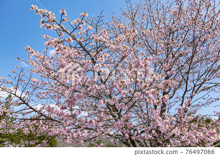 Oyamazakura Akiho foot light red heavy 76497066