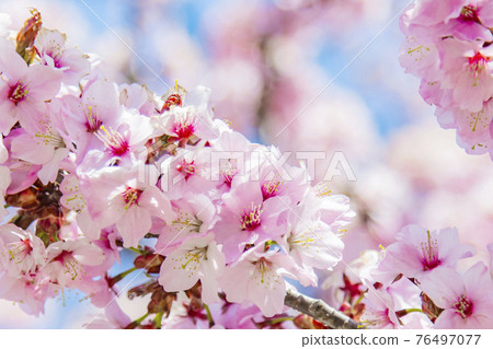 Oyamazakura Akiho foot light red heavy Oyamazakura Akiho foot light red heavy 76497077