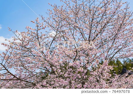 Oyamazakura Akiho foot light red heavy Oyamazakura Akiho foot light red heavy 76497078