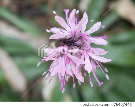 Purple Heloniopsis orientalis that grows naturally in the spring fields 76497446