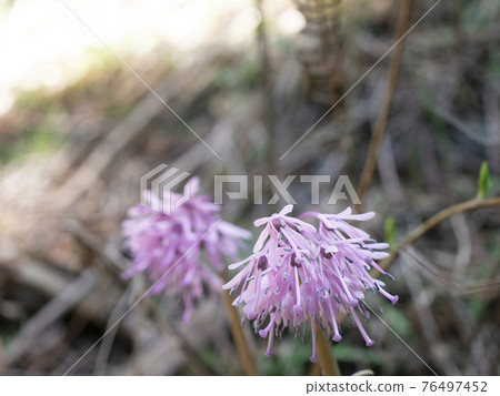 Purple Heloniopsis orientalis that grows naturally in the spring fields 76497452