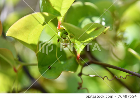 Immature fruit of Smilax china china Immature fruit of Smilax china china 76497554